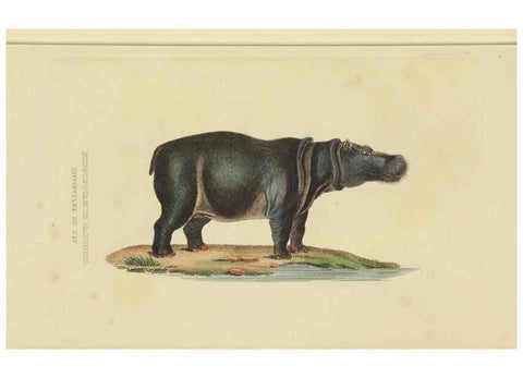 Reproducción/Reproduction 9371167800: Dictionnaire classique des sciences naturelles :. Brussels :Meline, Cans et Ce.,1853.