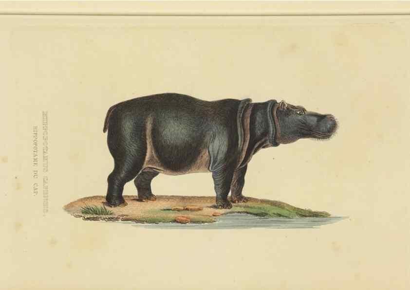Reproducción/Reproduction 9371167800: Dictionnaire classique des sciences naturelles :. Brussels :Meline, Cans et Ce.,1853.