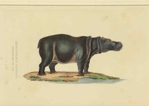 Reproducción/Reproduction 9371167800: Dictionnaire classique des sciences naturelles :. Brussels :Meline, Cans et Ce.,1853.
