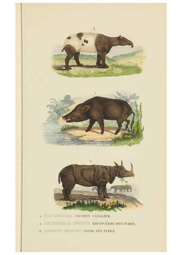 Reproducción/Reproduction 9371169236: Dictionnaire classique des sciences naturelles :. Brussels :Meline, Cans et Ce.,1853.