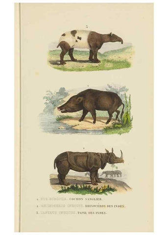 Reproducción/Reproduction 9371169236: Dictionnaire classique des sciences naturelles :. Brussels :Meline, Cans et Ce.,1853.