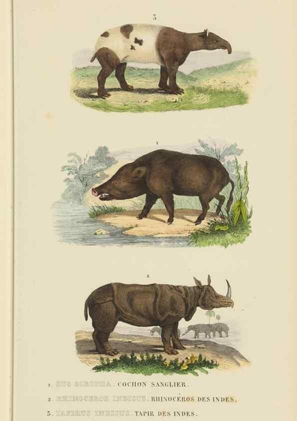 Reproducción/Reproduction 9371169236: Dictionnaire classique des sciences naturelles :. Brussels :Meline, Cans et Ce.,1853.