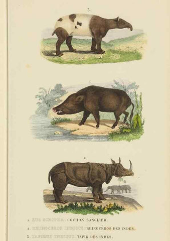 Reproducción/Reproduction 9371169236: Dictionnaire classique des sciences naturelles :. Brussels :Meline, Cans et Ce.,1853.