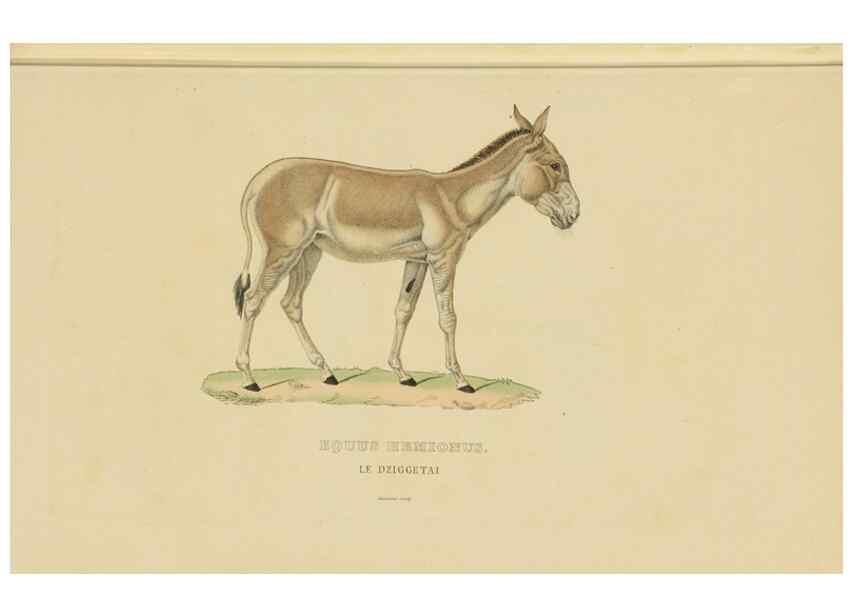 Reproducción/Reproduction 9371170480: Dictionnaire classique des sciences naturelles :. Brussels :Meline, Cans et Ce.,1853.