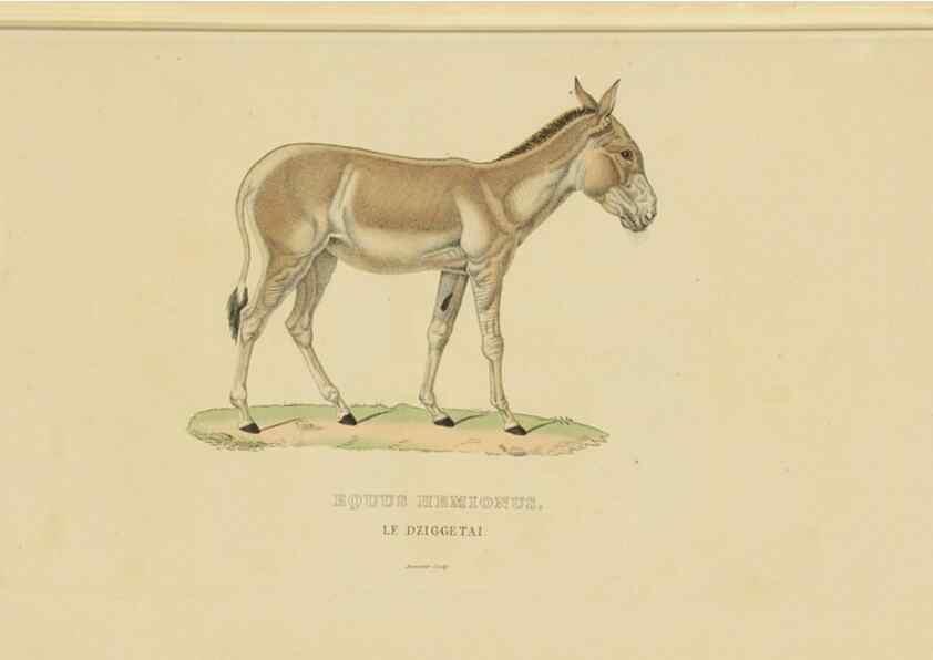 Reproducción/Reproduction 9371170480: Dictionnaire classique des sciences naturelles :. Brussels :Meline, Cans et Ce.,1853.