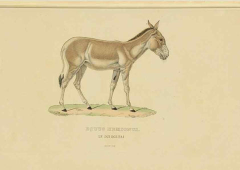 Reproducción/Reproduction 9371170480: Dictionnaire classique des sciences naturelles :. Brussels :Meline, Cans et Ce.,1853.