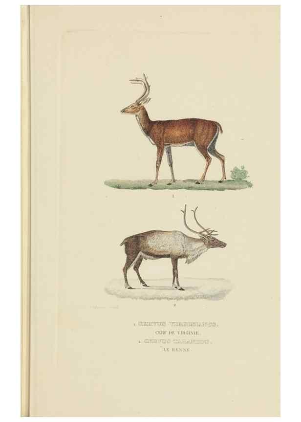 Reproducción/Reproduction 9368392769: Dictionnaire classique des sciences naturelles :. Brussels :Meline, Cans et Ce.,1853.