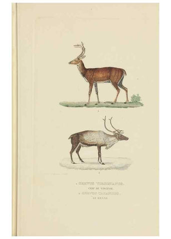 Reproducción/Reproduction 9368392769: Dictionnaire classique des sciences naturelles :. Brussels :Meline, Cans et Ce.,1853.
