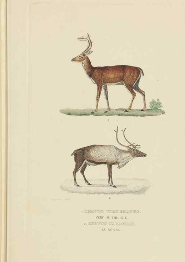 Reproducción/Reproduction 9368392769: Dictionnaire classique des sciences naturelles :. Brussels :Meline, Cans et Ce.,1853.
