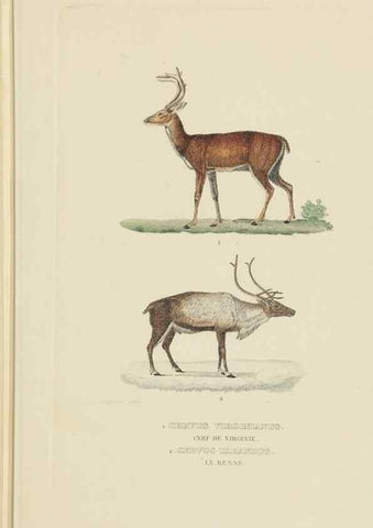 Reproducción/Reproduction 9368392769: Dictionnaire classique des sciences naturelles :. Brussels :Meline, Cans et Ce.,1853.
