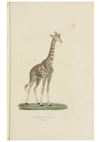 Reproducción/Reproduction 9371173126: Dictionnaire classique des sciences naturelles :. Brussels :Meline, Cans et Ce.,1853.