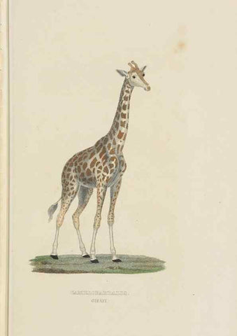 Reproducción/Reproduction 9371173126: Dictionnaire classique des sciences naturelles :. Brussels :Meline, Cans et Ce.,1853.