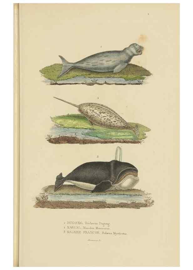 Reproducción/Reproduction 9368395803: Dictionnaire classique des sciences naturelles :. Brussels :Meline, Cans et Ce.,1853.