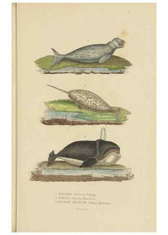 Reproducción/Reproduction 9368395803: Dictionnaire classique des sciences naturelles :. Brussels :Meline, Cans et Ce.,1853.