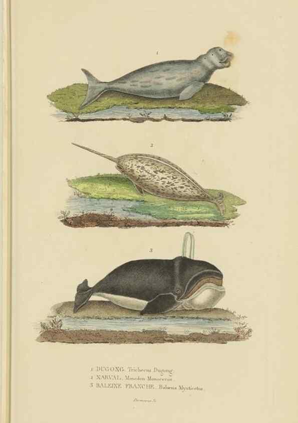 Reproducción/Reproduction 9368395803: Dictionnaire classique des sciences naturelles :. Brussels :Meline, Cans et Ce.,1853.