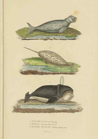 Reproducción/Reproduction 9368395803: Dictionnaire classique des sciences naturelles :. Brussels :Meline, Cans et Ce.,1853.