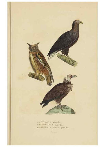 Reproducción/Reproduction 9368396863: Dictionnaire classique des sciences naturelles :. Brussels :Meline, Cans et Ce.,1853.