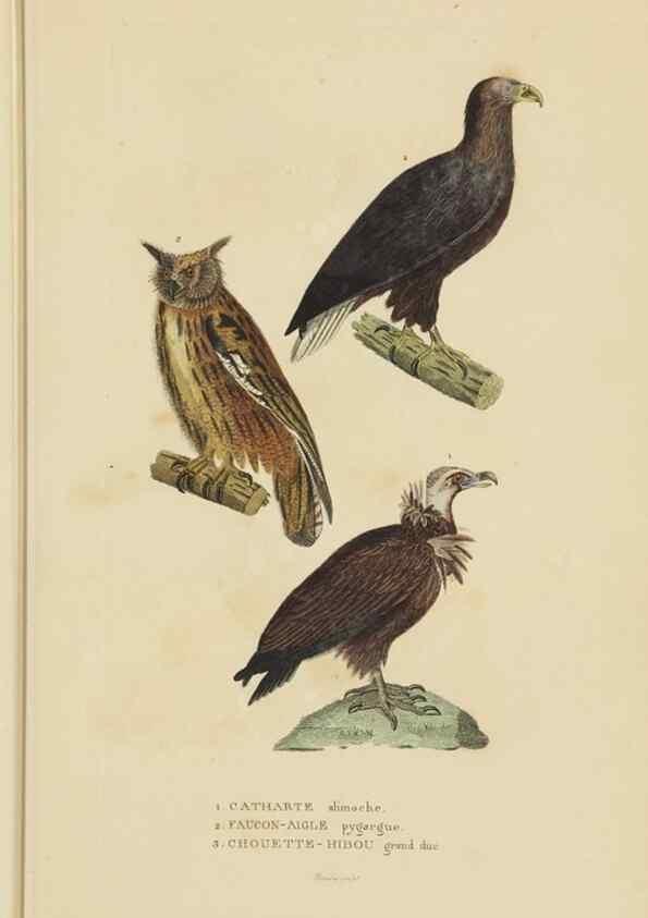 Reproducción/Reproduction 9368396863: Dictionnaire classique des sciences naturelles :. Brussels :Meline, Cans et Ce.,1853.