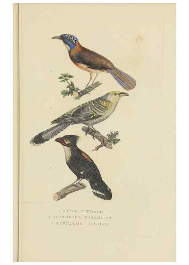 Reproducción/Reproduction 9371176862: Dictionnaire classique des sciences naturelles :. Brussels :Meline, Cans et Ce.,1853.