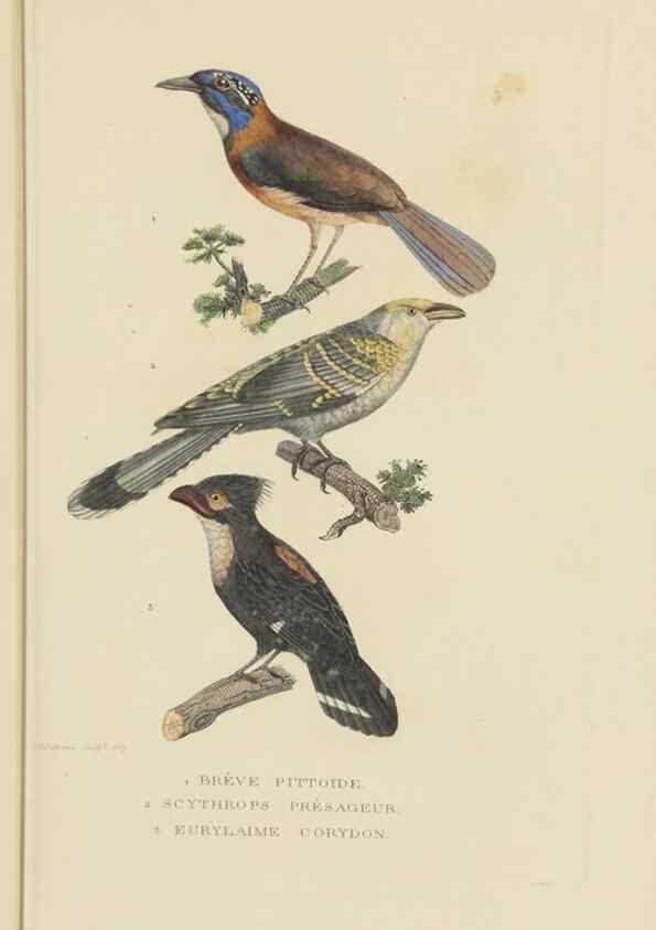 Reproducción/Reproduction 9371176862: Dictionnaire classique des sciences naturelles :. Brussels :Meline, Cans et Ce.,1853.
