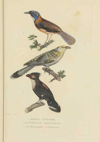 Reproducción/Reproduction 9371176862: Dictionnaire classique des sciences naturelles :. Brussels :Meline, Cans et Ce.,1853.