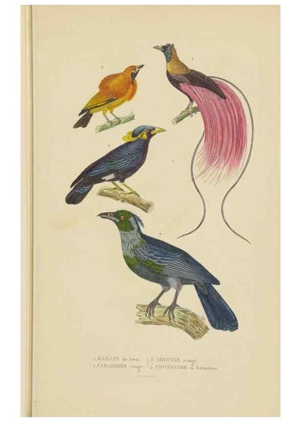 Reproducción/Reproduction 9371177572: Dictionnaire classique des sciences naturelles :. Brussels :Meline, Cans et Ce.,1853.