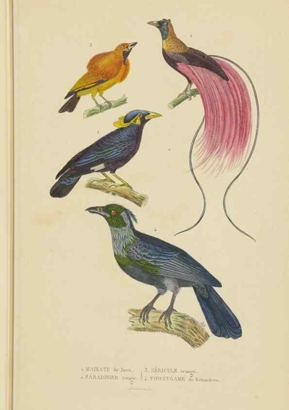 Reproducción/Reproduction 9371177572: Dictionnaire classique des sciences naturelles :. Brussels :Meline, Cans et Ce.,1853.