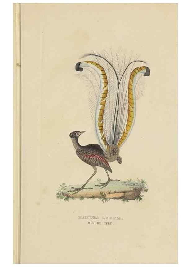 Reproducción/Reproduction 9368399331: Dictionnaire classique des sciences naturelles :. Brussels :Meline, Cans et Ce.,1853.