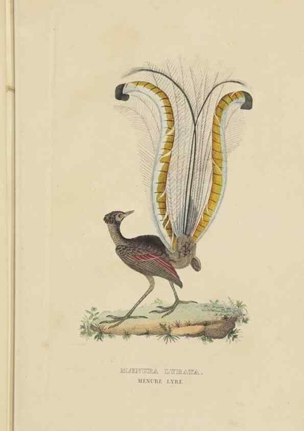 Reproducción/Reproduction 9368399331: Dictionnaire classique des sciences naturelles :. Brussels :Meline, Cans et Ce.,1853.