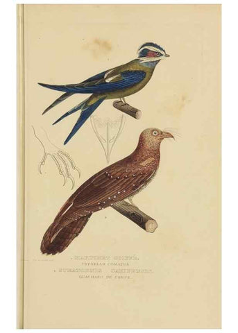 Reproducción/Reproduction 9368400377: Dictionnaire classique des sciences naturelles :. Brussels :Meline, Cans et Ce.,1853.