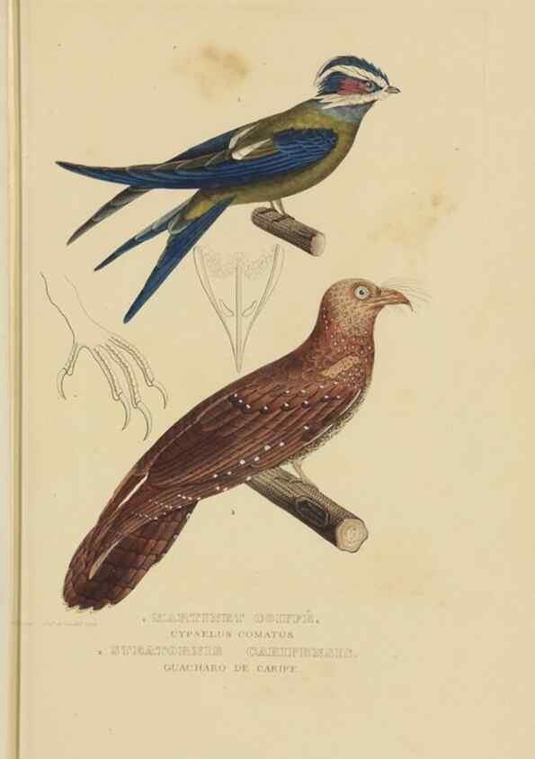Reproducción/Reproduction 9368400377: Dictionnaire classique des sciences naturelles :. Brussels :Meline, Cans et Ce.,1853.