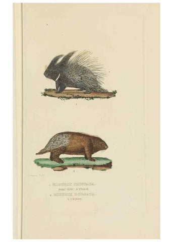 Reproducción/Reproduction 9371163630: Dictionnaire classique des sciences naturelles :. Brussels :Meline, Cans et Ce.,1853.