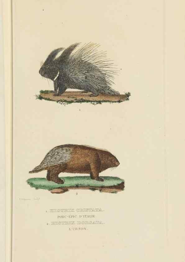 Reproducción/Reproduction 9371163630: Dictionnaire classique des sciences naturelles :. Brussels :Meline, Cans et Ce.,1853.