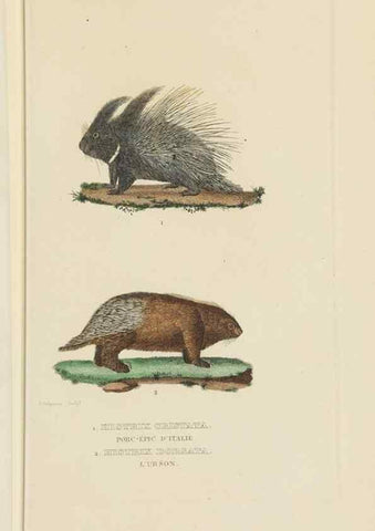 Reproducción/Reproduction 9371163630: Dictionnaire classique des sciences naturelles :. Brussels :Meline, Cans et Ce.,1853.