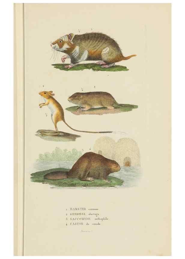 Reproducción/Reproduction 9368383491: Dictionnaire classique des sciences naturelles :. Brussels :Meline, Cans et Ce.,1853.