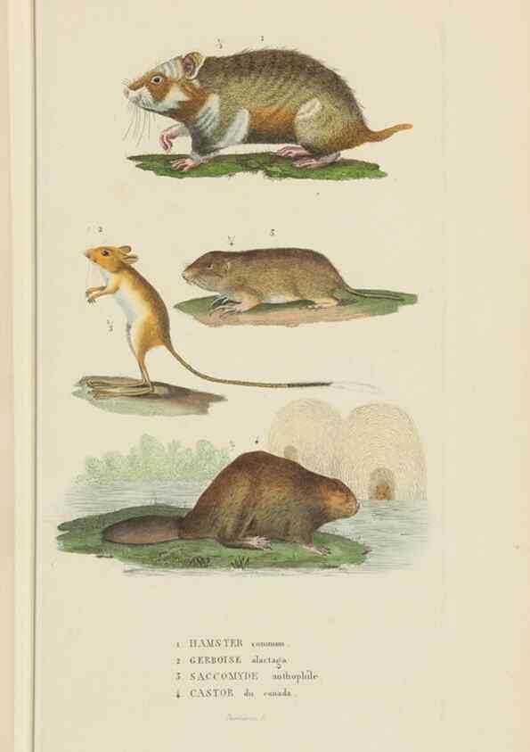 Reproducción/Reproduction 9368383491: Dictionnaire classique des sciences naturelles :. Brussels :Meline, Cans et Ce.,1853.