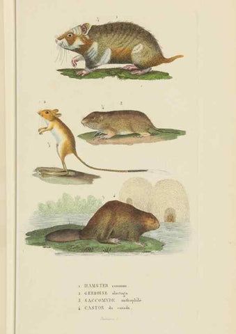 Reproducción/Reproduction 9368383491: Dictionnaire classique des sciences naturelles :. Brussels :Meline, Cans et Ce.,1853.
