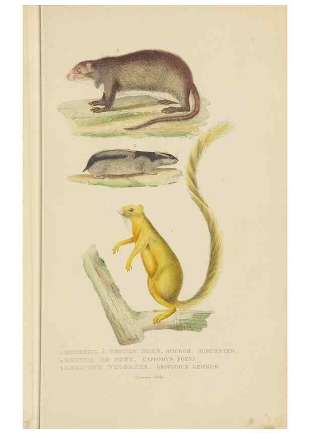 Reproducción/Reproduction 9368382687: Dictionnaire classique des sciences naturelles :. Brussels :Meline, Cans et Ce.,1853.