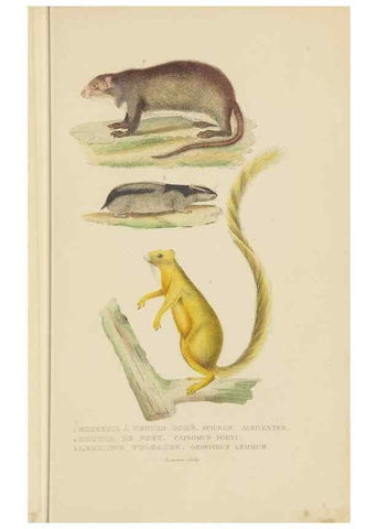 Reproducción/Reproduction 9368382687: Dictionnaire classique des sciences naturelles :. Brussels :Meline, Cans et Ce.,1853.
