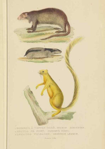 Reproducción/Reproduction 9368382687: Dictionnaire classique des sciences naturelles :. Brussels :Meline, Cans et Ce.,1853.