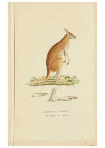 Reproducción/Reproduction 9371161082: Dictionnaire classique des sciences naturelles :. Brussels :Meline, Cans et Ce.,1853.