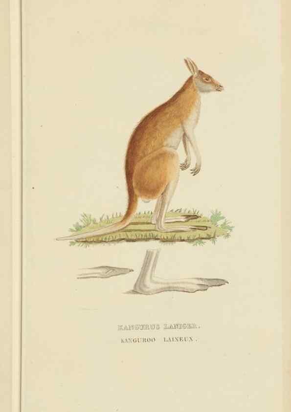 Reproducción/Reproduction 9371161082: Dictionnaire classique des sciences naturelles :. Brussels :Meline, Cans et Ce.,1853.