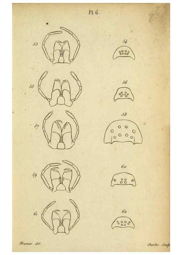 Reproducción/Reproduction 9358684844: Tableau des aranéïdes .... Paris,Impr. de Dentu,1805.