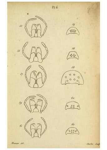 Reproducción/Reproduction 9358684844: Tableau des aranéïdes .... Paris,Impr. de Dentu,1805.