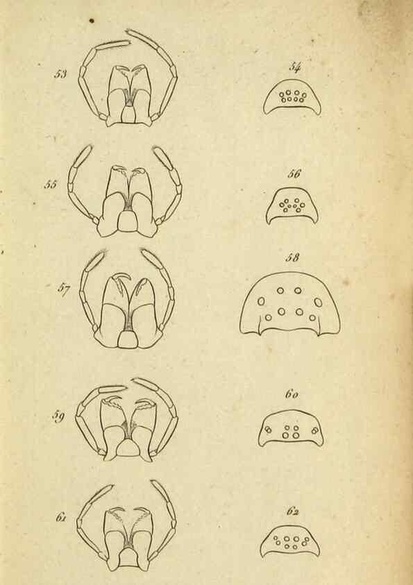 Reproducción/Reproduction 9358684844: Tableau des aranéïdes .... Paris,Impr. de Dentu,1805.