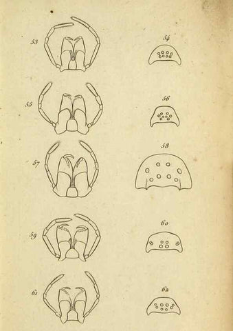 Reproducción/Reproduction 9358684844: Tableau des aranéïdes .... Paris,Impr. de Dentu,1805.
