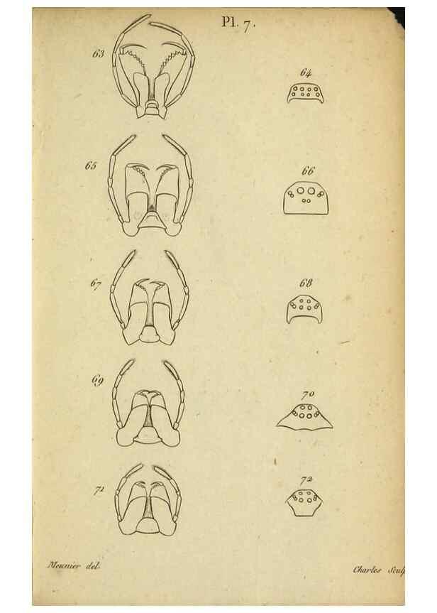 Reproducción/Reproduction 9355911159: Tableau des aranéïdes .... Paris,Impr. de Dentu,1805.