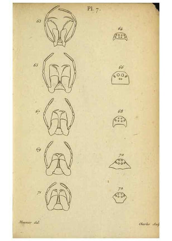 Reproducción/Reproduction 9355911159: Tableau des aranéïdes .... Paris,Impr. de Dentu,1805.