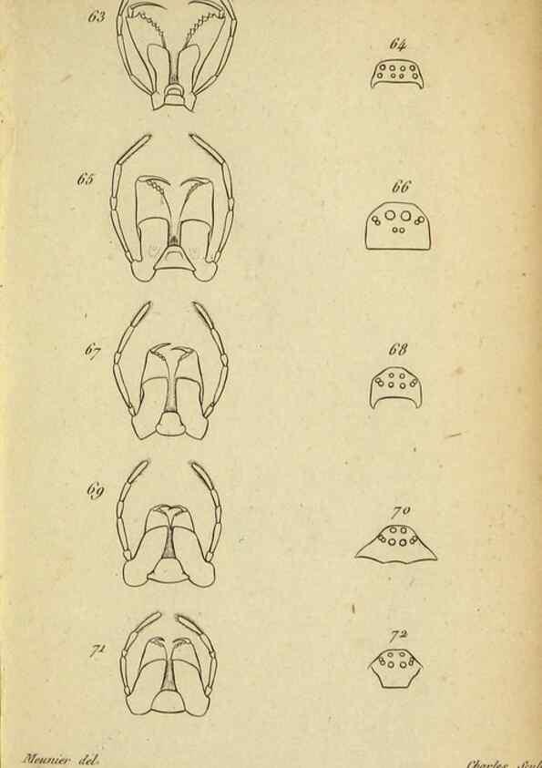 Reproducción/Reproduction 9355911159: Tableau des aranéïdes .... Paris,Impr. de Dentu,1805.
