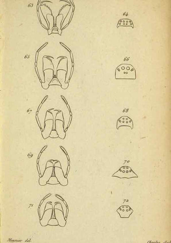 Reproducción/Reproduction 9355911159: Tableau des aranéïdes .... Paris,Impr. de Dentu,1805.